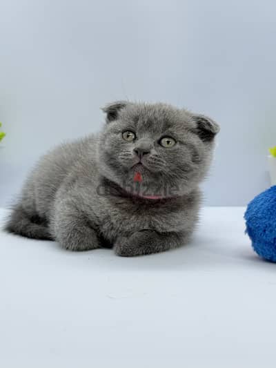 British/Scottish Shorthair Male kitten