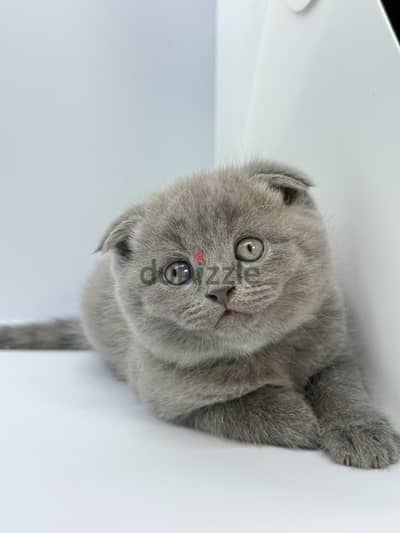 British/Scottish Shorthair Male kitten