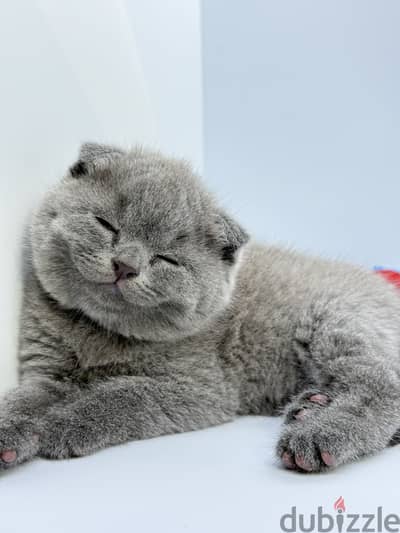 British/Scottish Shorthair Male kitten