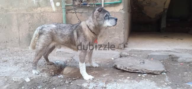 التبنى بحق التطعيم فقط ركز في حق التطعيم دكر امريكانا اكيتا