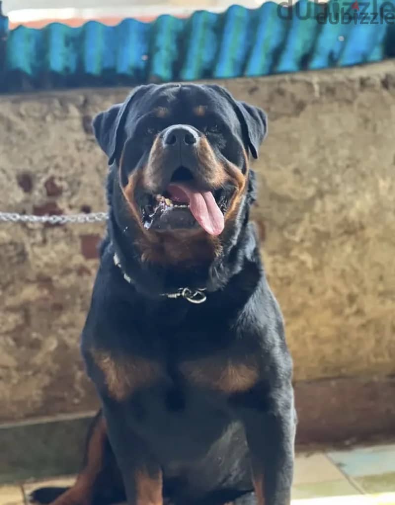 Purebred 1
