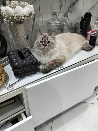 قط سكوتش بيرشن