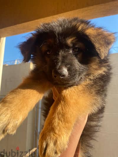 جرو جيرمن شيبرد شو لاين _ german shepherd