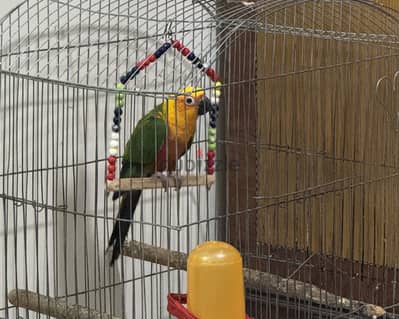 Jenday Conure Bird