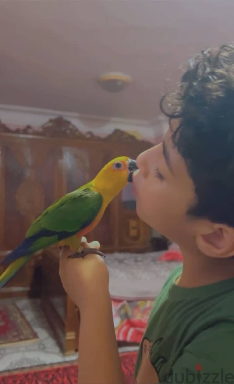 Jenday Conure Bird 1