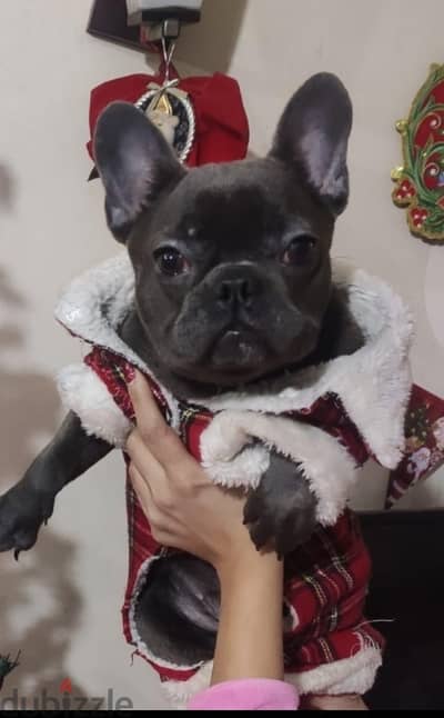french bulldog blue