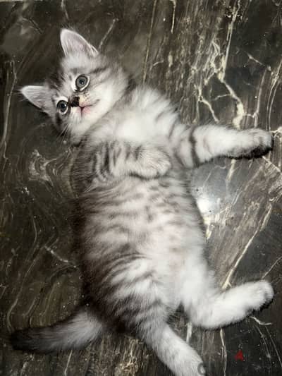 قطه شيرازي
