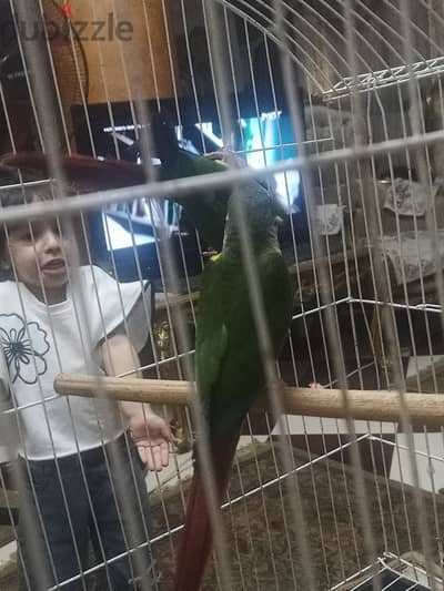 كونيور يلوسايد