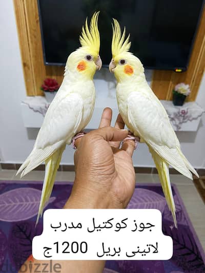 جوز كوكتيل مدرب ١٢٠٠ج