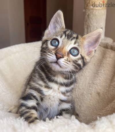 4bengal kittens for sale