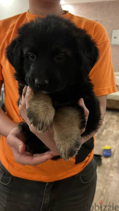 pure german shepherd XL
