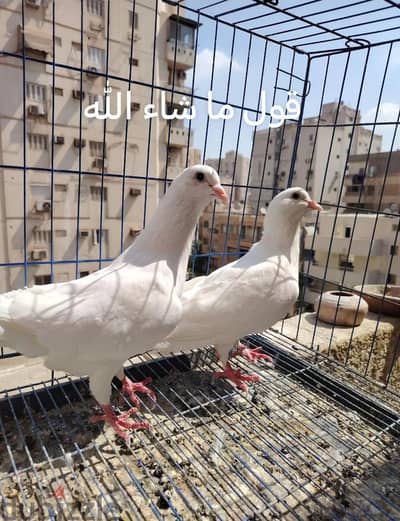 تصفية حمام كل الحمام شغال