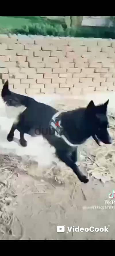 بنوته رويال بلاك