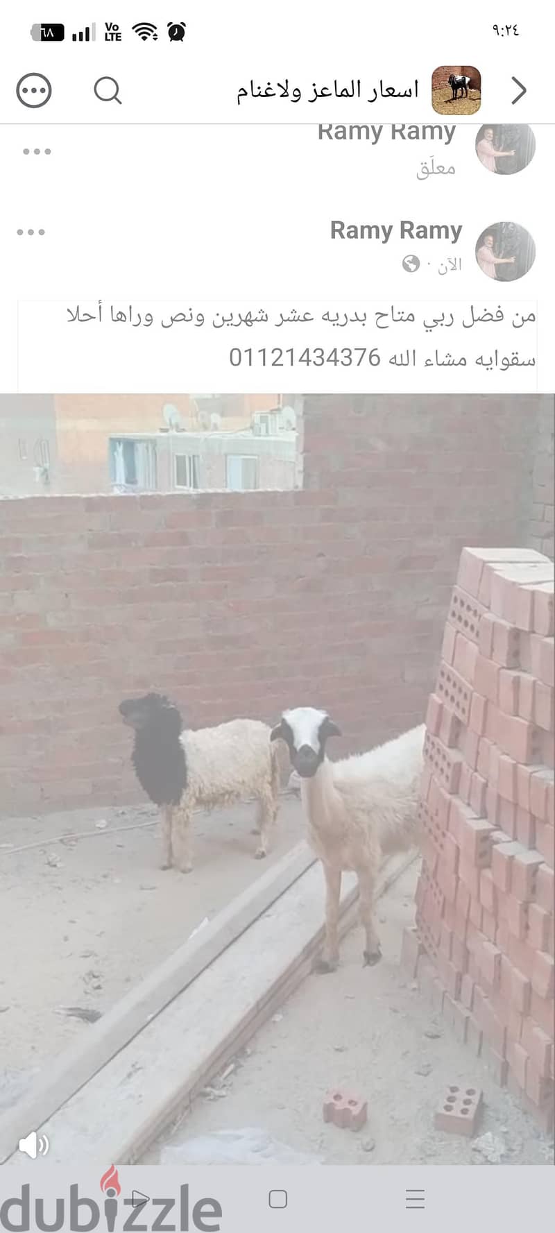 ماعز سورى 2
