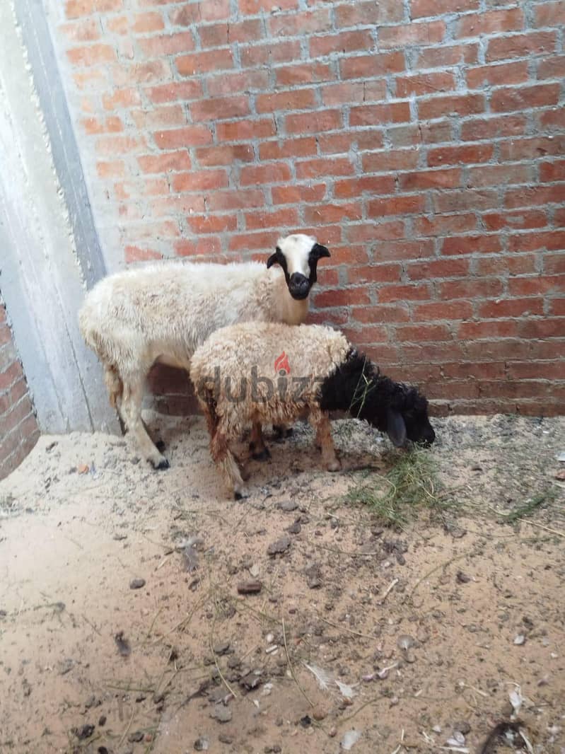 ماعز سورى 3