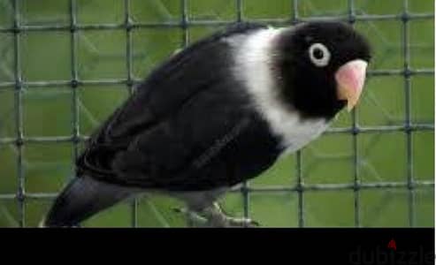 black love bird available