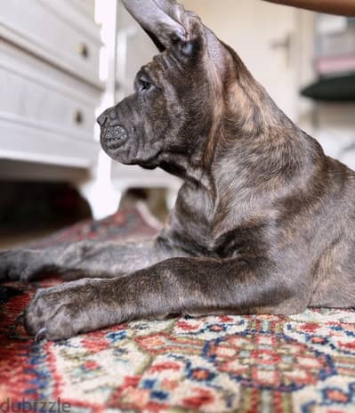 جرو كين كورسو / cane corso