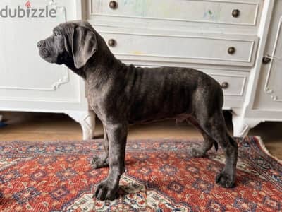 Cane corso / blue tiger  كين كورسو