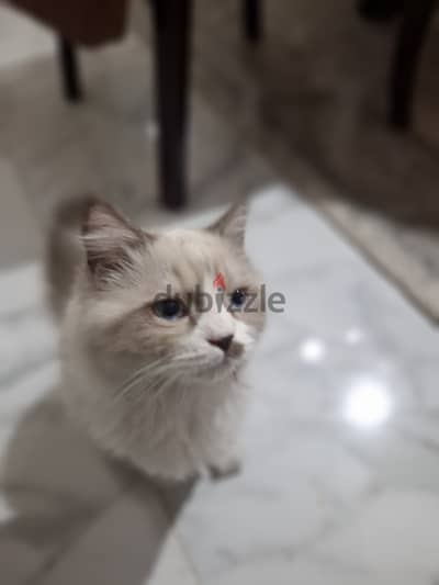 قطط شيرازي للبيع عمر ٤ شهور