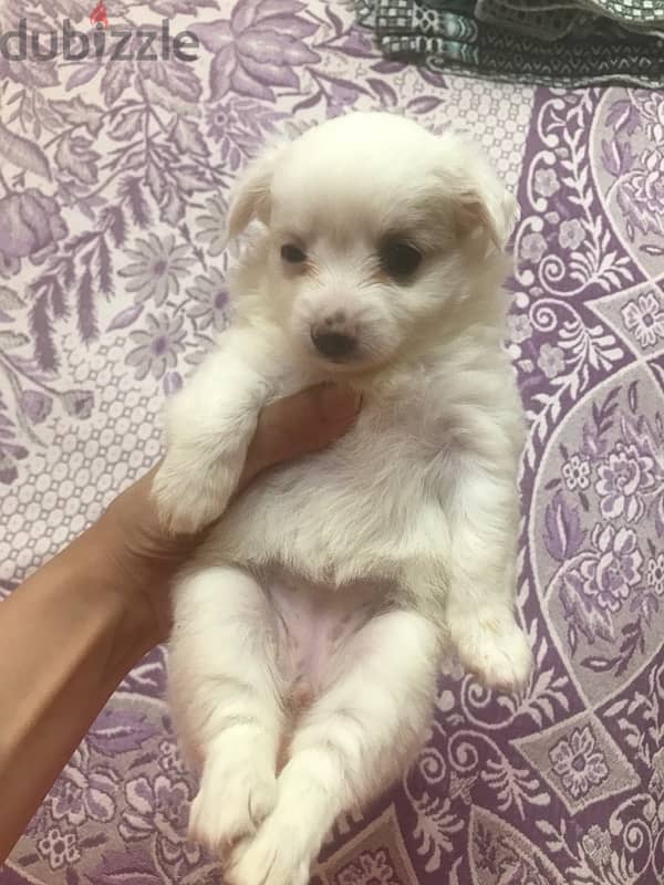 Japanese spitz female 3