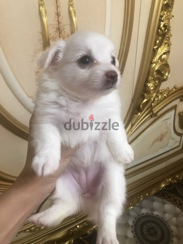 Japanese spitz female 4