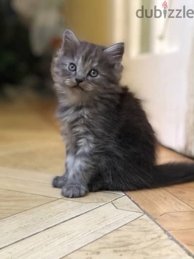 Shirazi Kitten Female cute - قطة شيرازي بنت