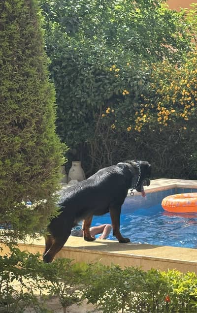 ذكر وانثي روت للبيع