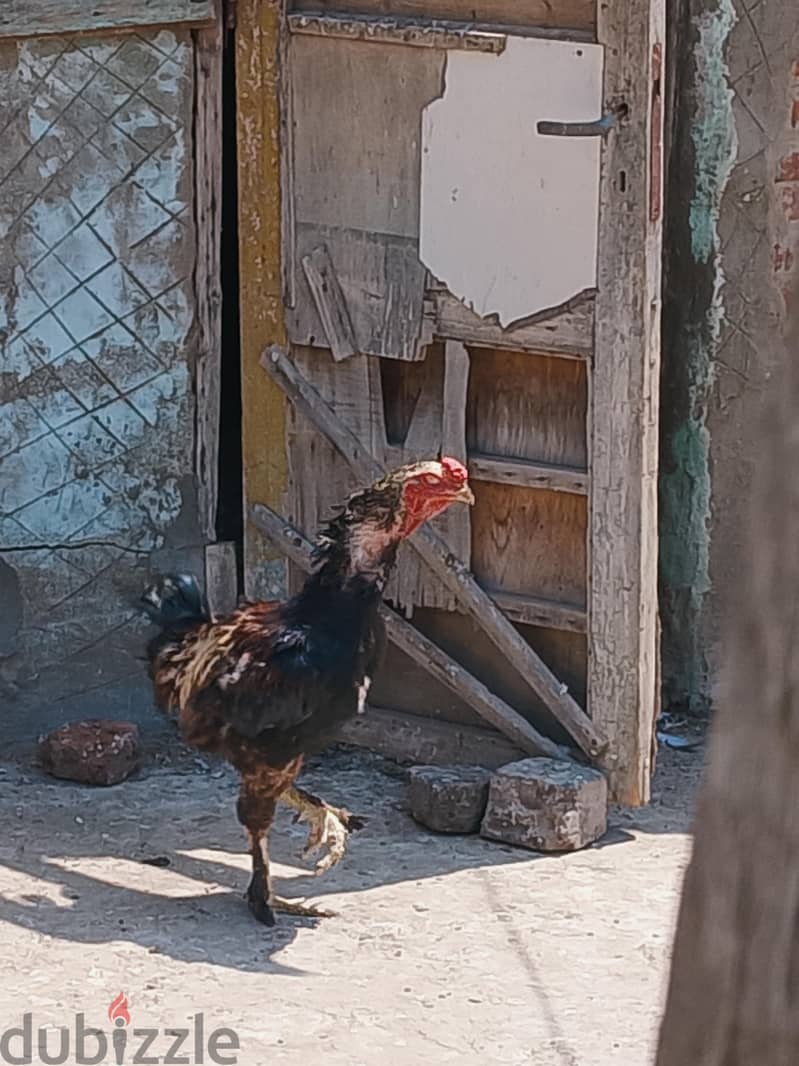 المعلن 2