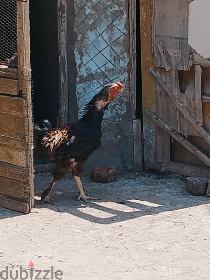 المعلن 3