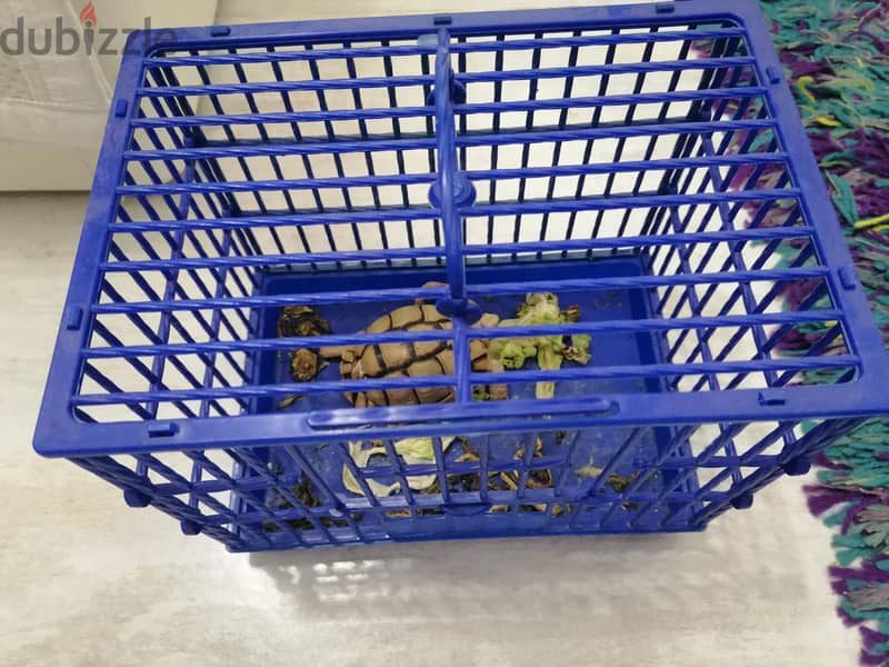 turtle with small blue box 1