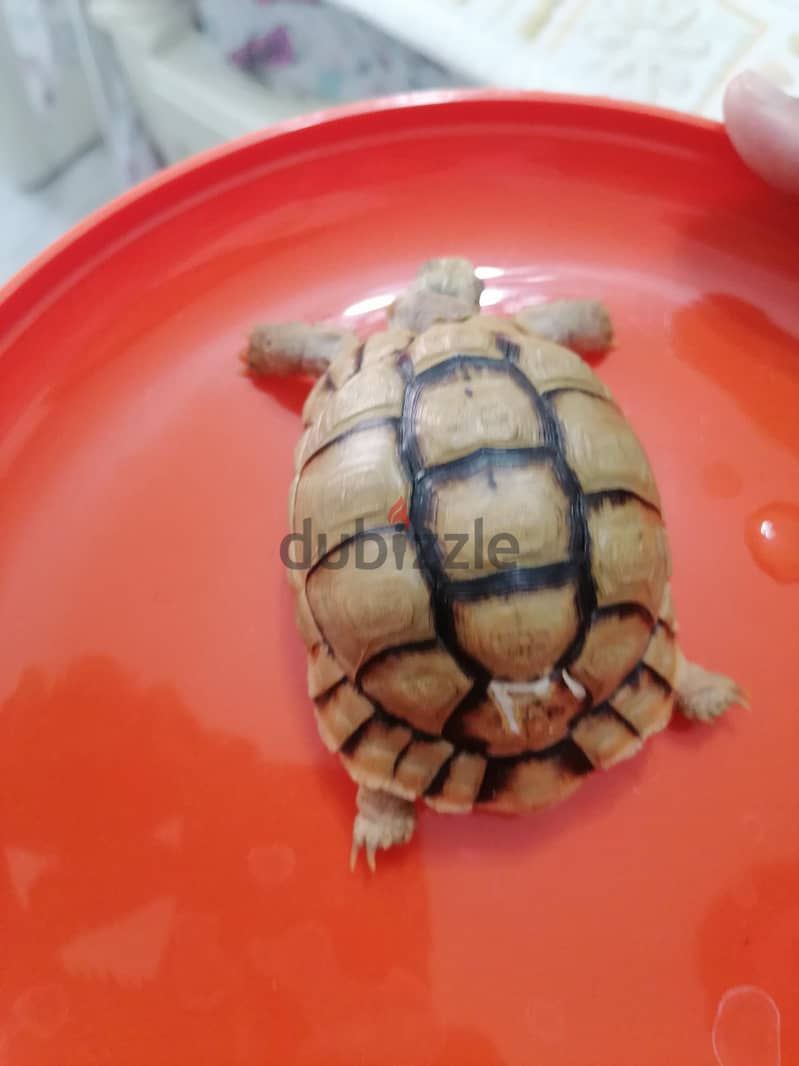 turtle with small blue box 2