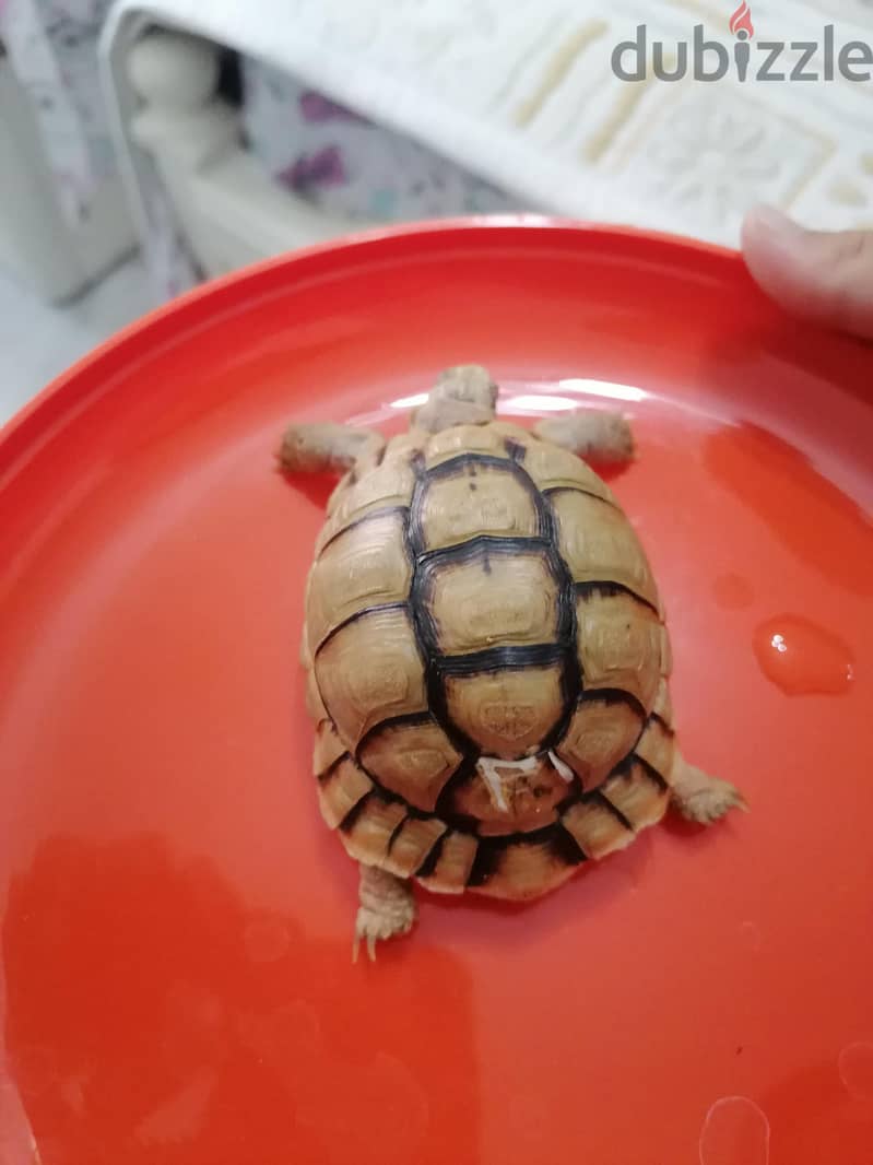 turtle with small blue box 3