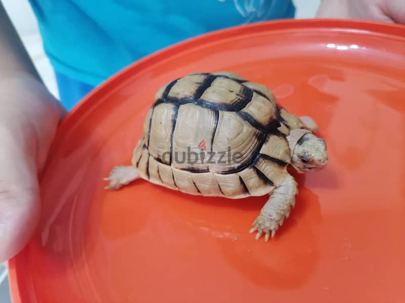 turtle with small blue box 4