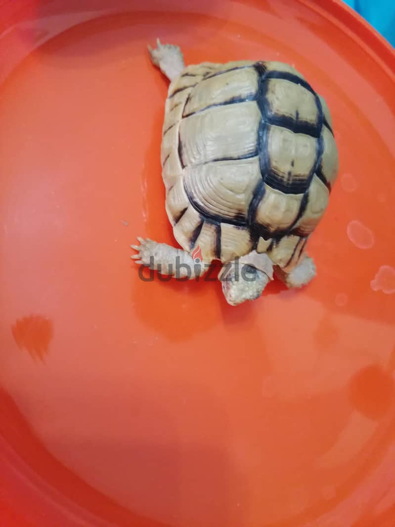 turtle with small blue box 5