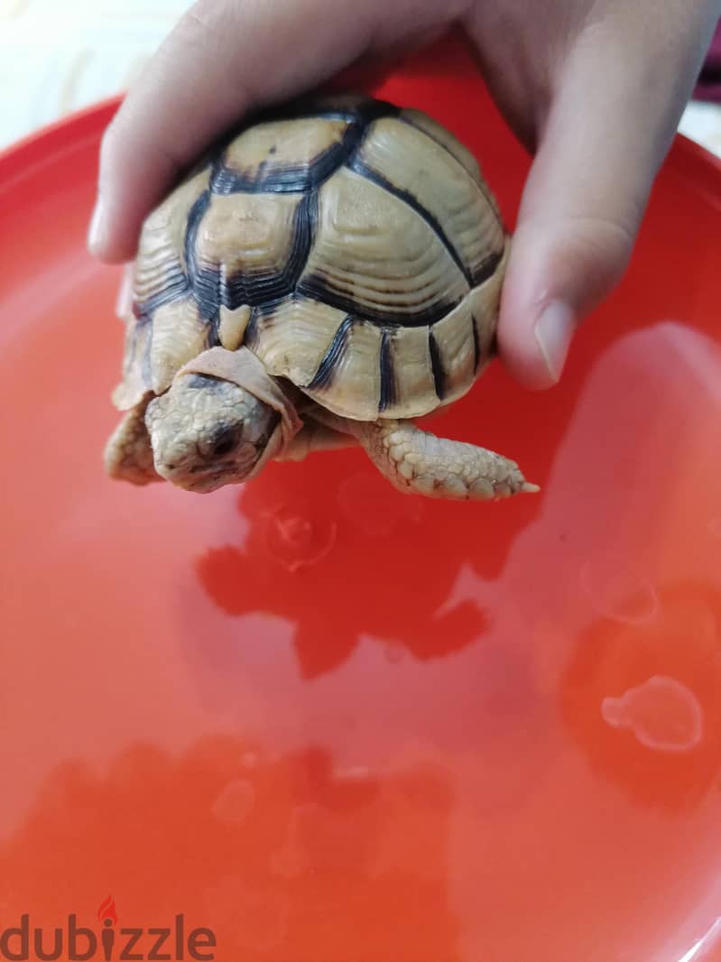 turtle with small blue box 6
