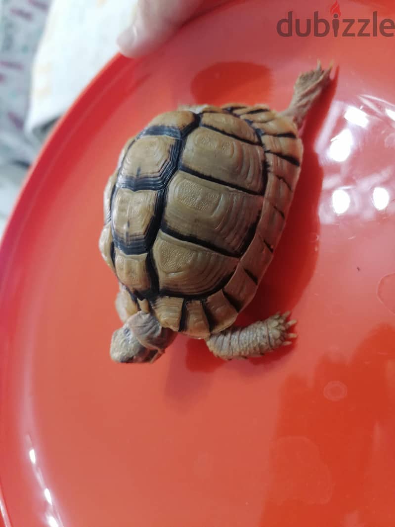 turtle with small blue box 7