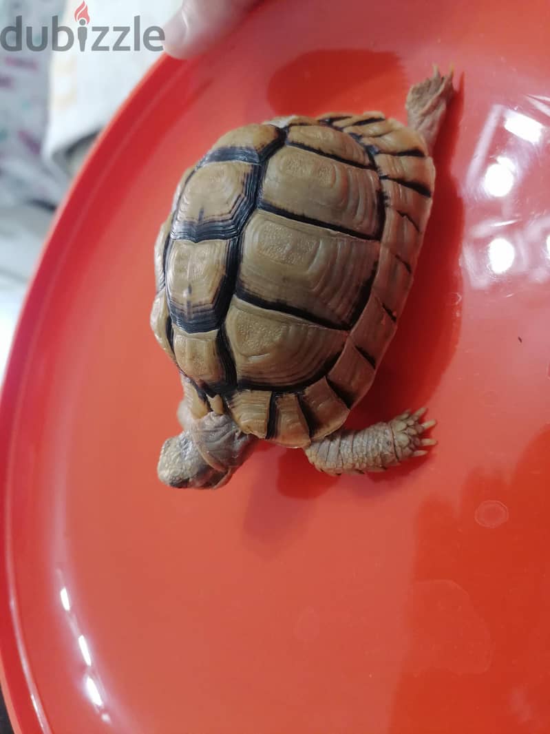 turtle with small blue box 8