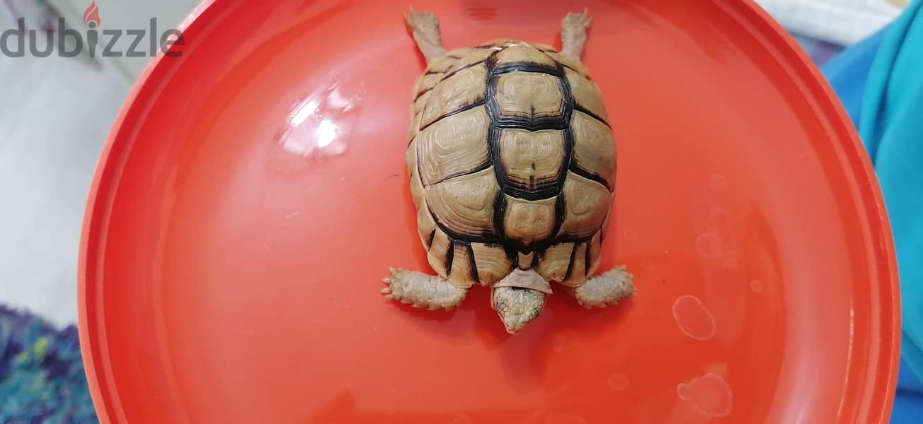 turtle with small blue box 9