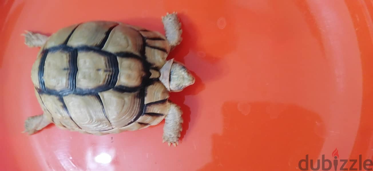 turtle with small blue box 10