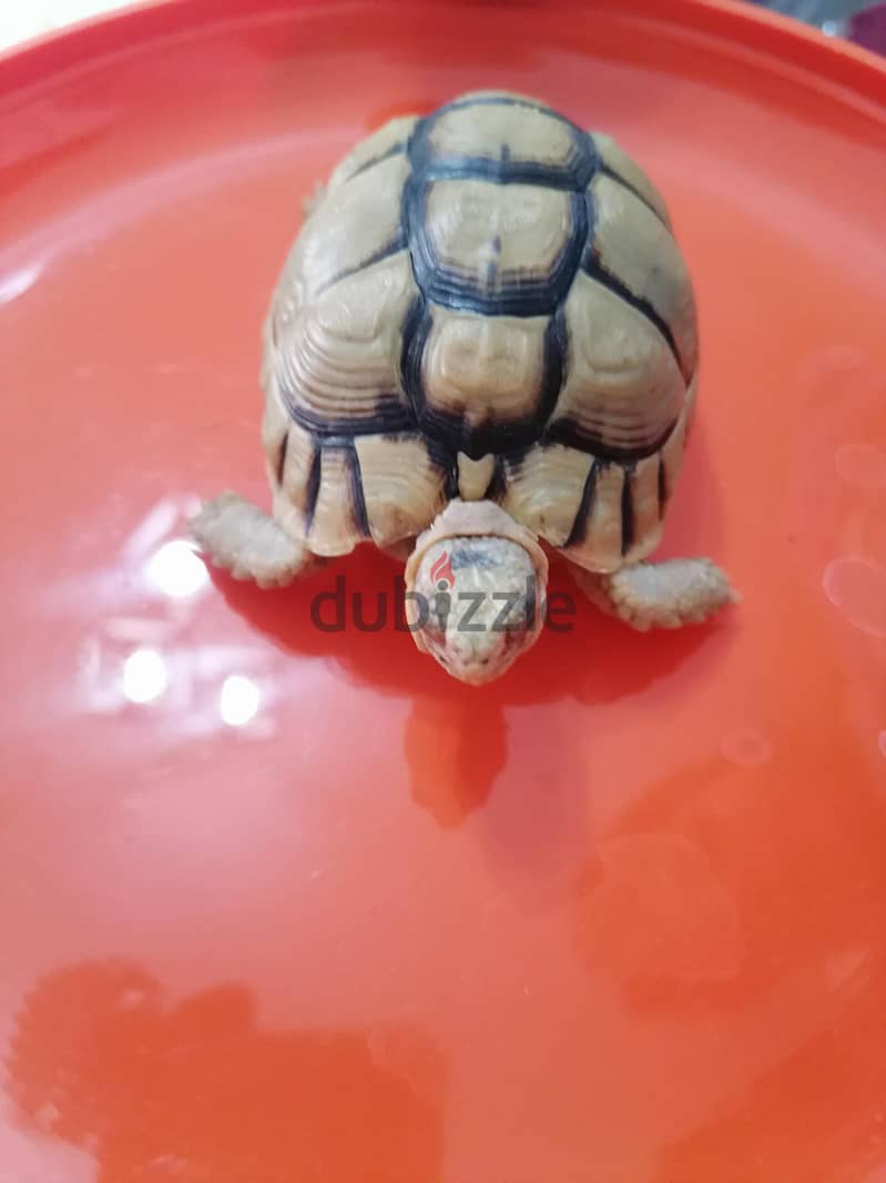 turtle with small blue box 11
