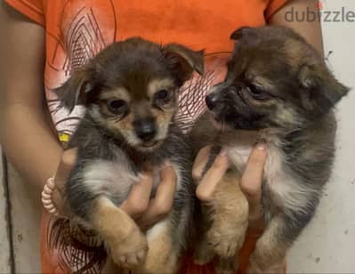 مينى شيواوا متطعم  mini chihuahua  Vaccinated