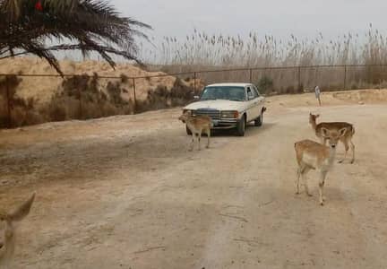 للتصوير السينمائي والإنتاج الفني