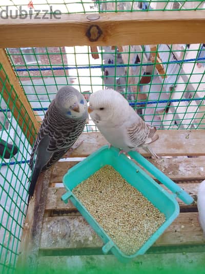 بادجي شبابات