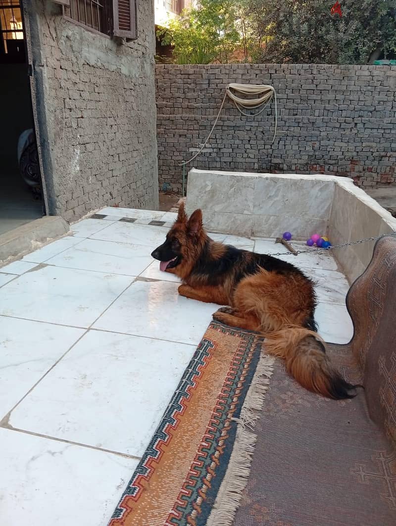 كلاب جيرمن 2