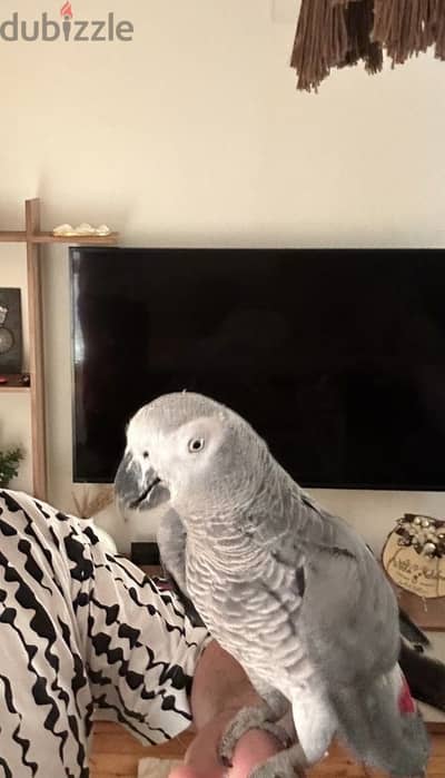 بغبغان زنجباري  (african grey casco)