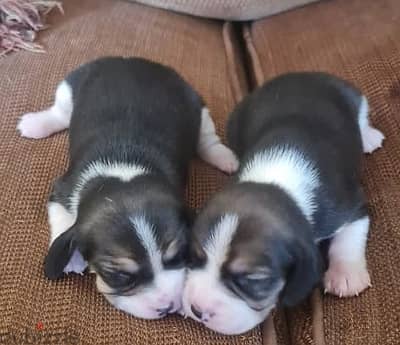beagle pure 100%