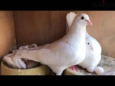 حمام لاحم شغال ممتاز