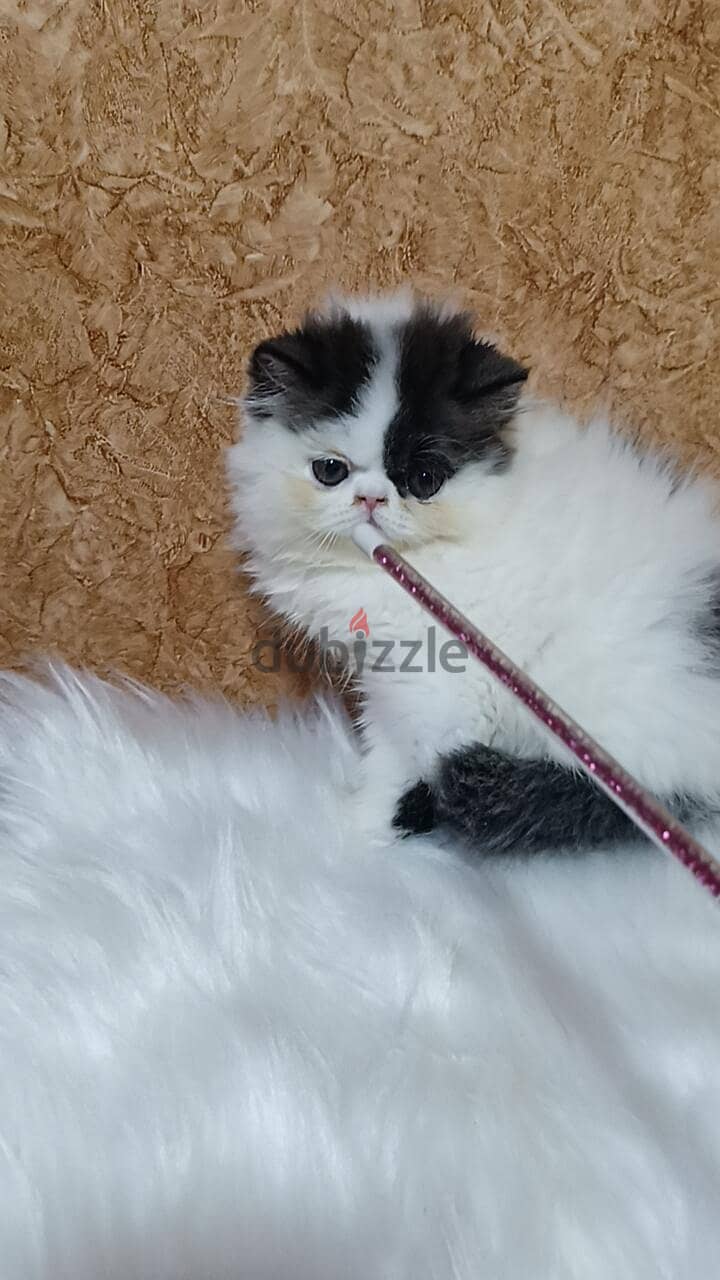 ذكر فان بلاك 3