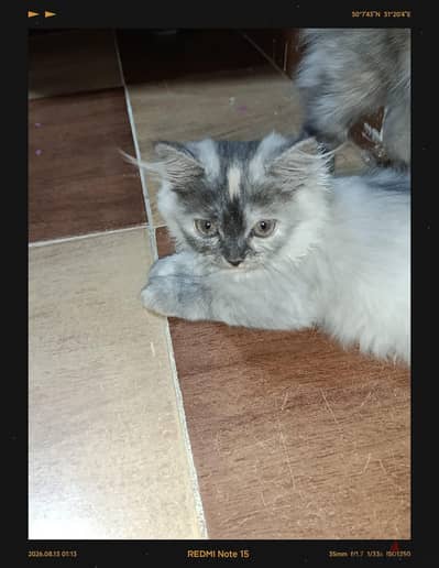 قطط شيرازي