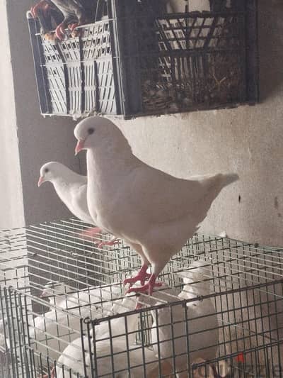 حمام كينج
